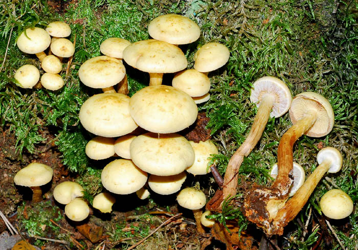 Pholiota alnicola ?